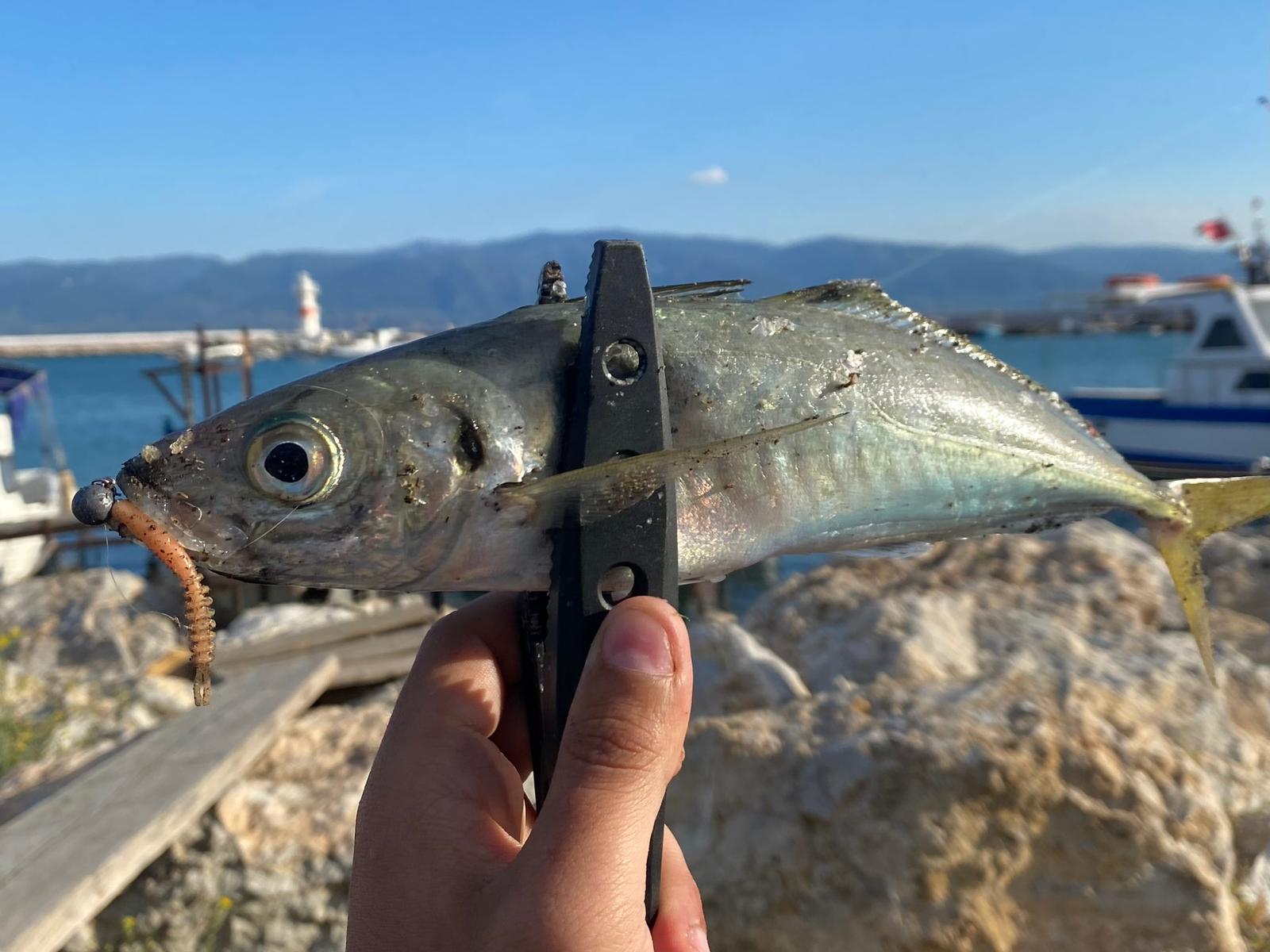 Fujin Bio Meru ile yakalanan türler