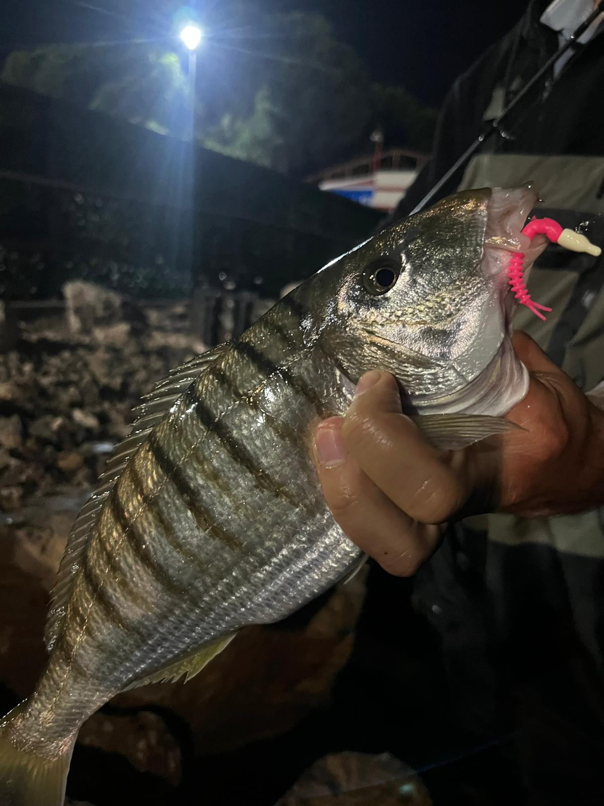Fujin Bio Meru ile yakalanan balık