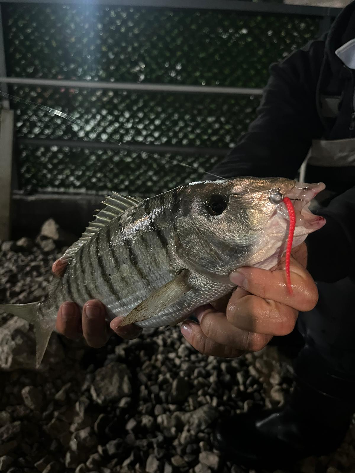 Fujin Bio Worm av görüntüsü