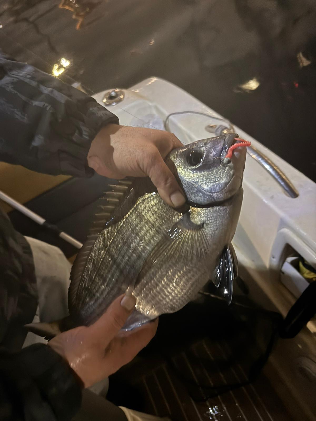 Fujin Bio Worm LRF avı