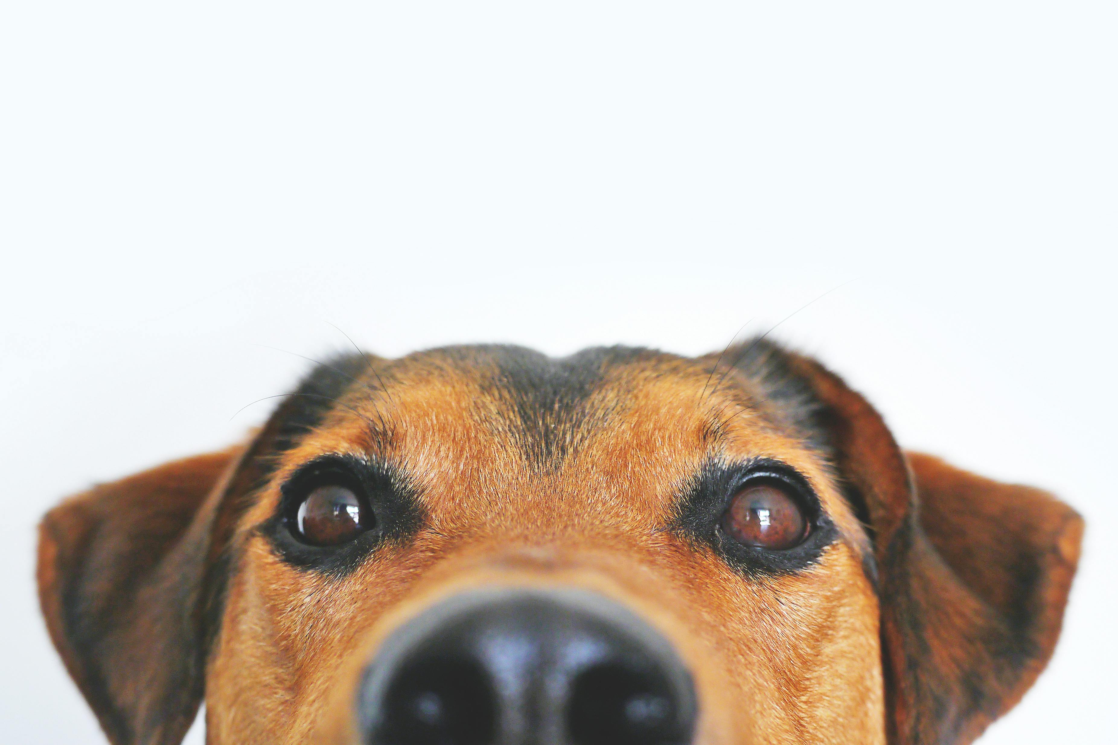 BARF Diyetinin Köpeklerde Eklem Sağlığı Üzerindeki Etkileri