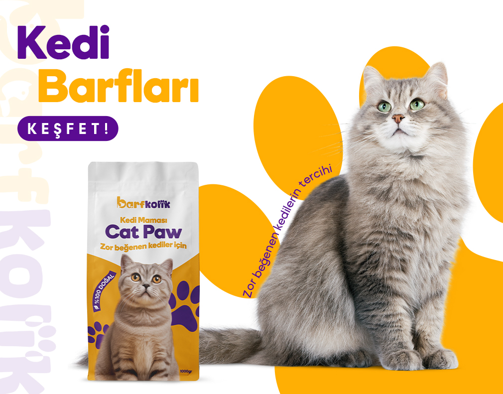 KEDİ BARFLARI