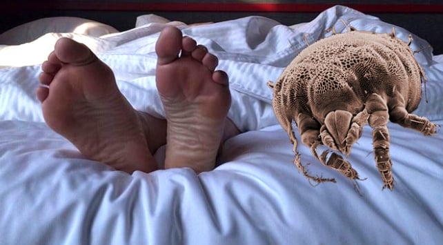 Akarlar (Mite) Nedir ve Sağlığımıza Etkileri Nelerdir?