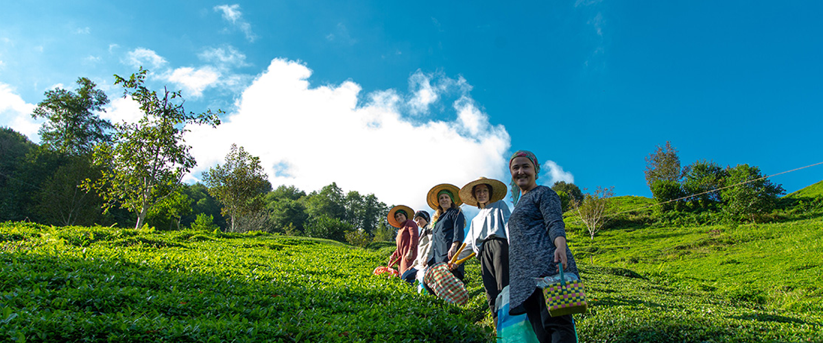 Sustainable Tea Farming