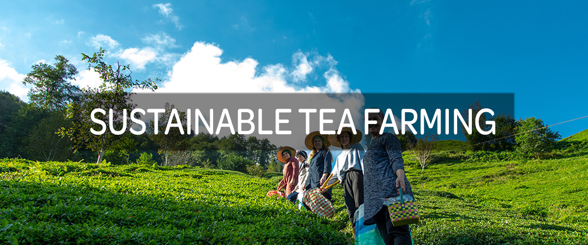 Sustainability Image 1
