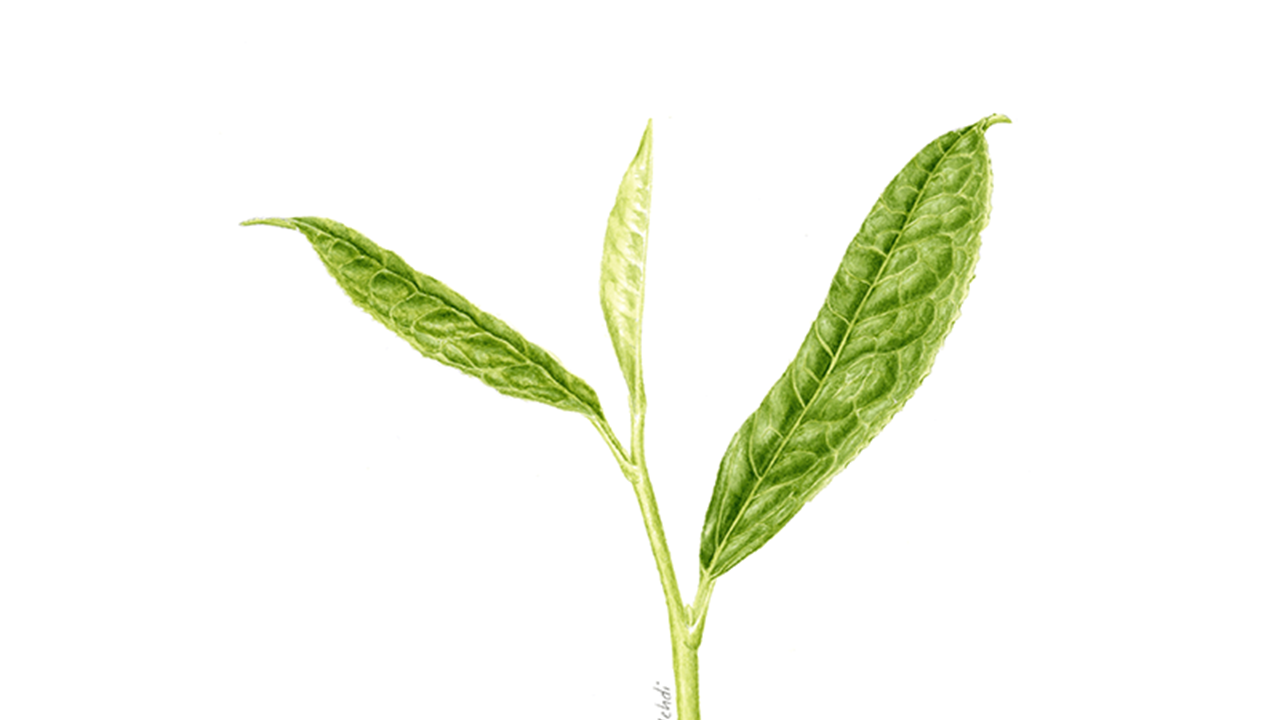 2.5 What is a Leaf and Why is it Important?