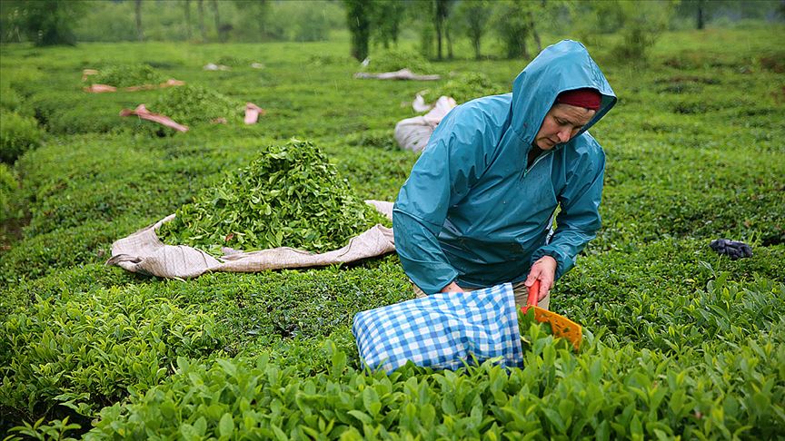 2021 Tea Harvest