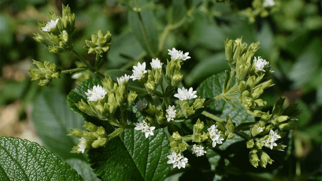A Bio-Sweetener: Stevia