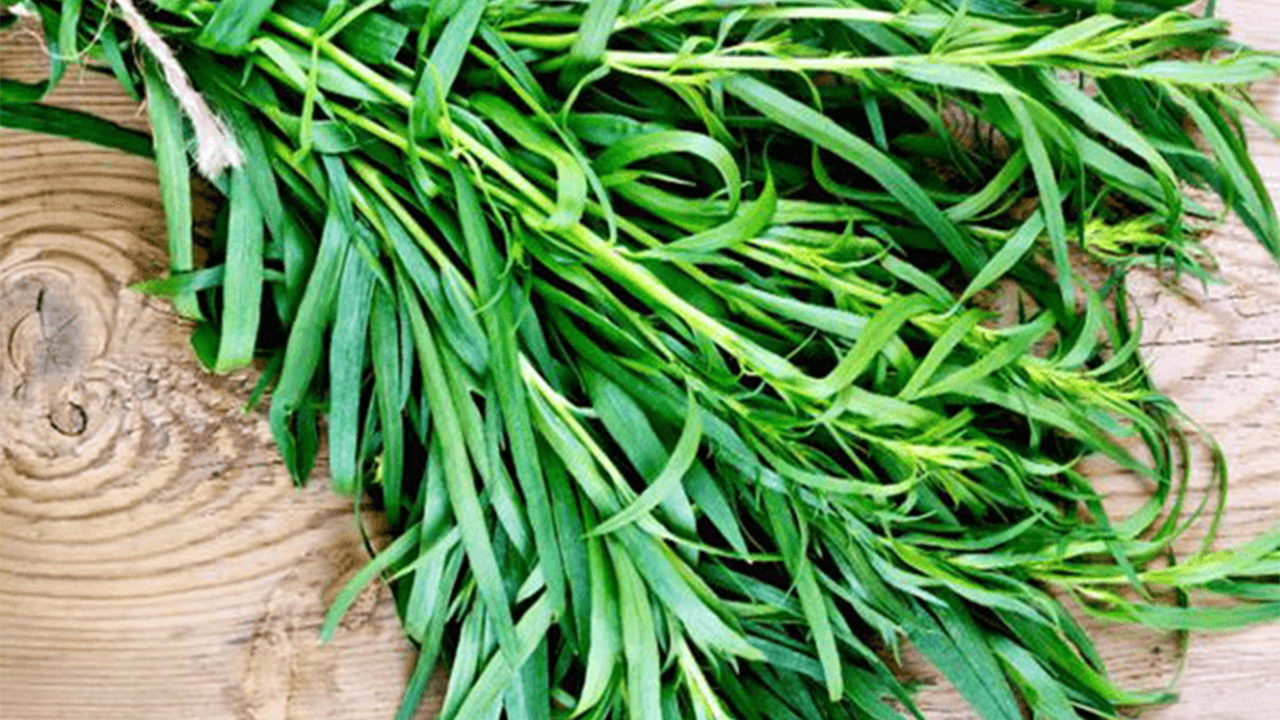 Delicious and Beneficial Green Thing: TARGON