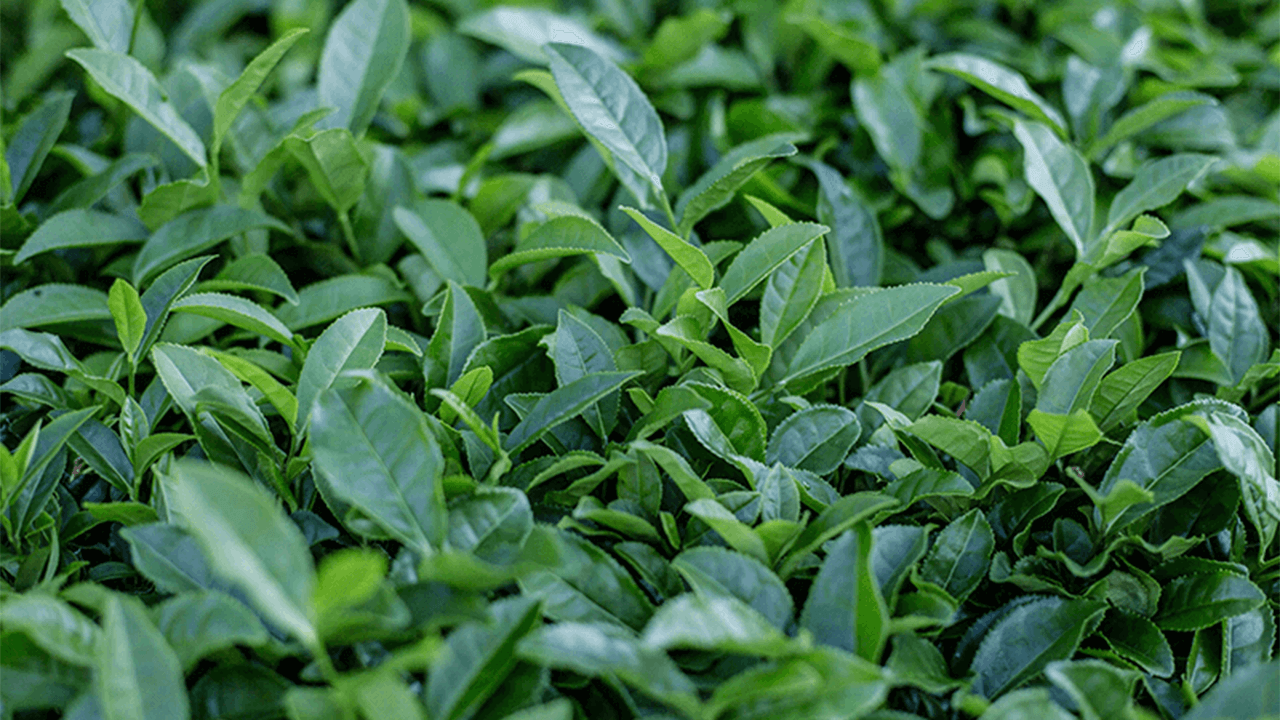 How to Know if Green Tea is Good?