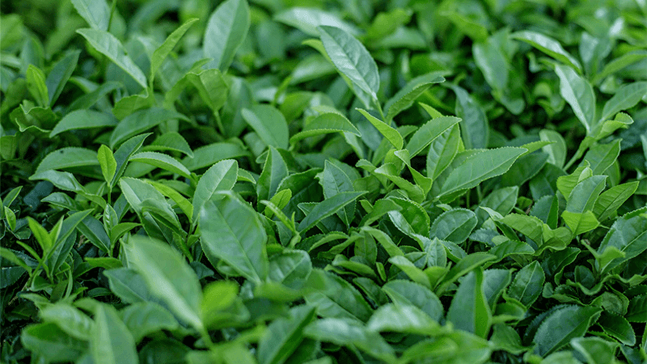 Tea and Caffeine: Unknown Facts