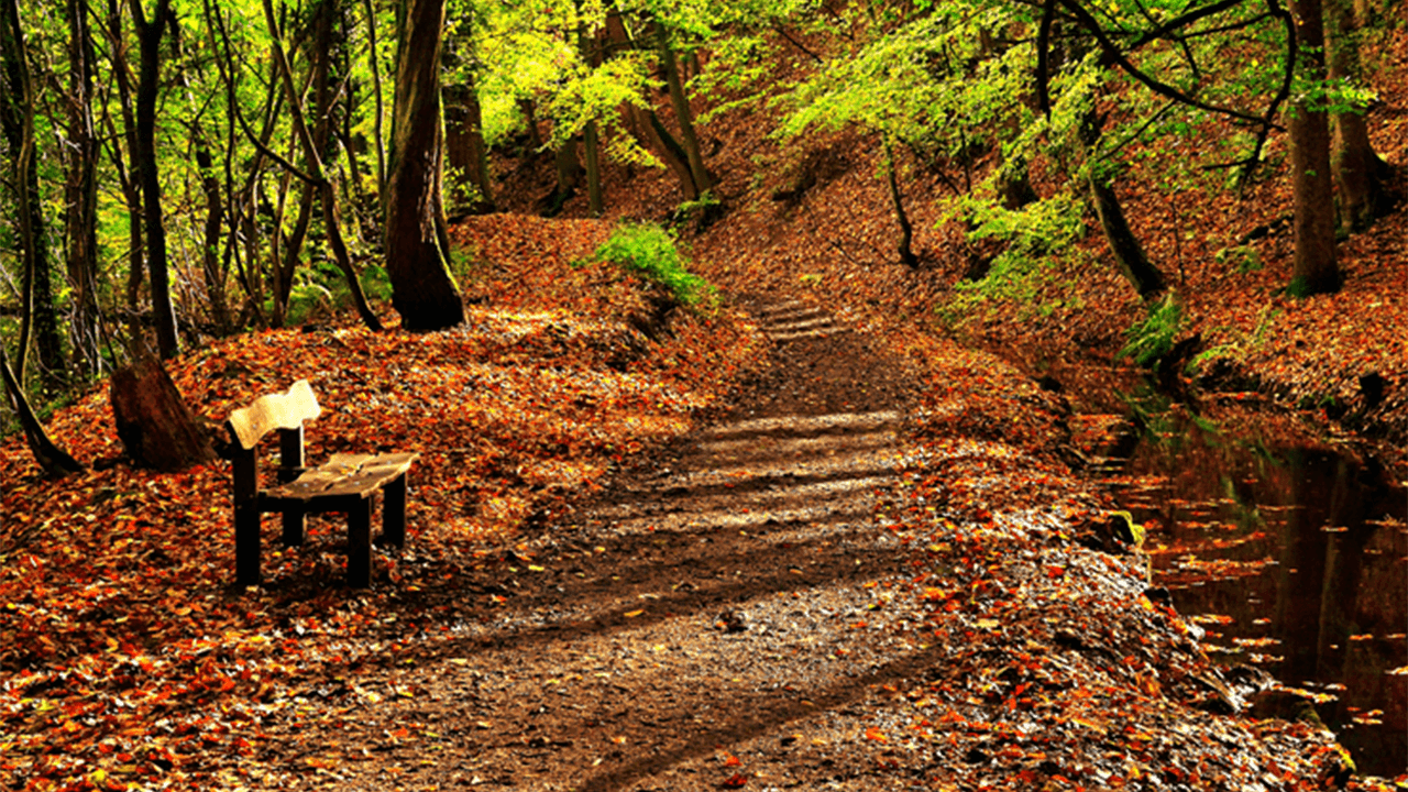 The Color of Autumn: The Thought-Provoking Season of Tea