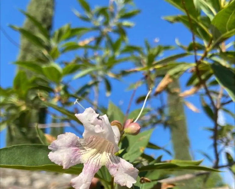 Willow. Flower of Fortune.