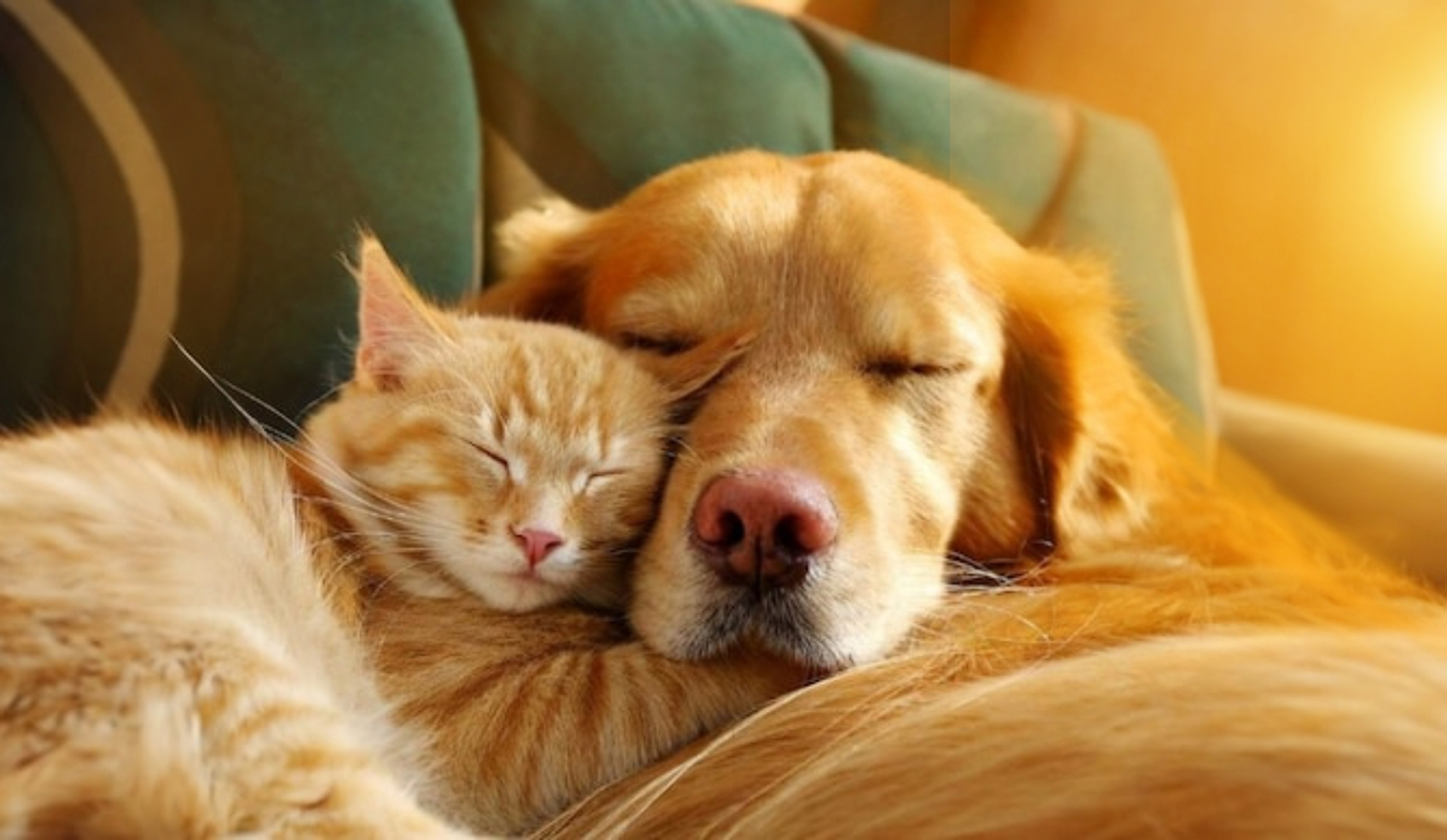 kedi köpek