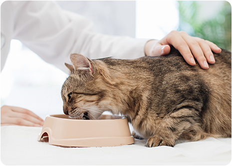 Kedi ve Köpeklerde Mama Değiştirmek