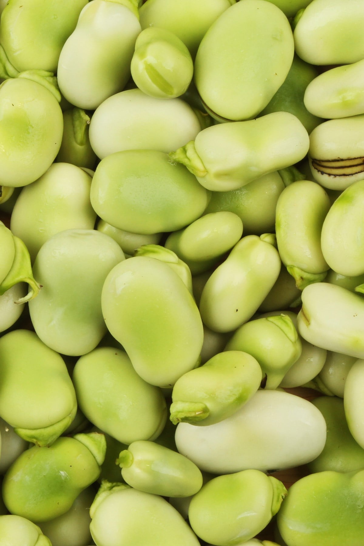 İç Bakla (vakumlu)) 350 gr