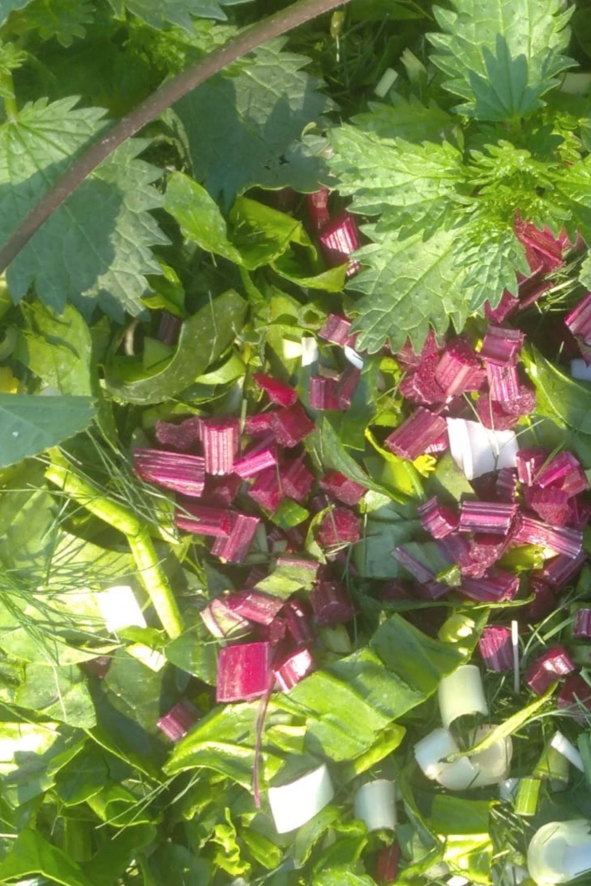 Karışık Ege Otları (pırasa, pazı, pancar, ısırgan, ebegümeci,  arapsaçı) 500 gr