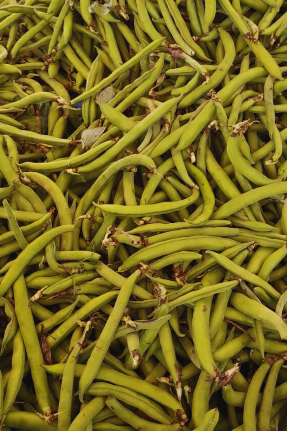 Taze Sakız Bakla 1 kg