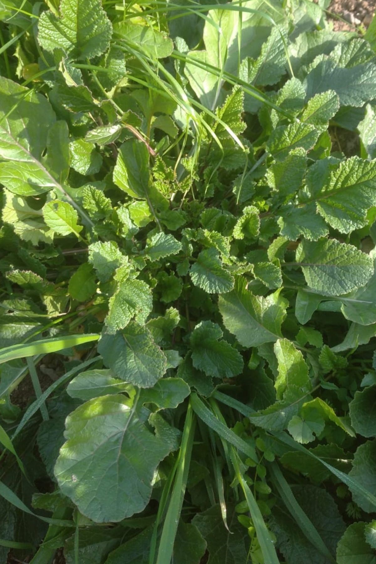 Turp Otu 1 kg