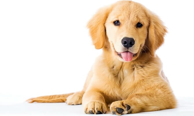 Uysal köpek cinsleri, sadık evcil hayvanlar, dost canlısı köpekler, evde uyumlu köpekler, nazik köpek ırkları