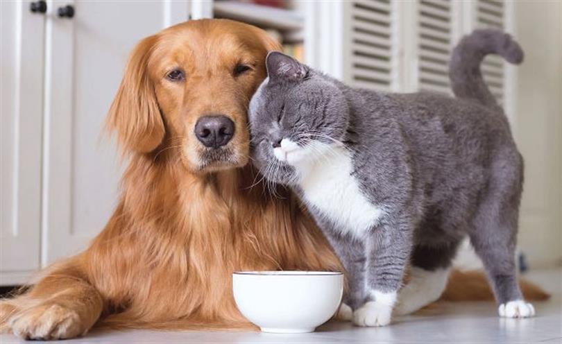 Evde hayvan besleme: Duygusal destek, sağlık, mutluluk ve sorumlulukla dolu bir yaşam için mükemmel bir fırsat, evde hayvan beslemenin yararlari