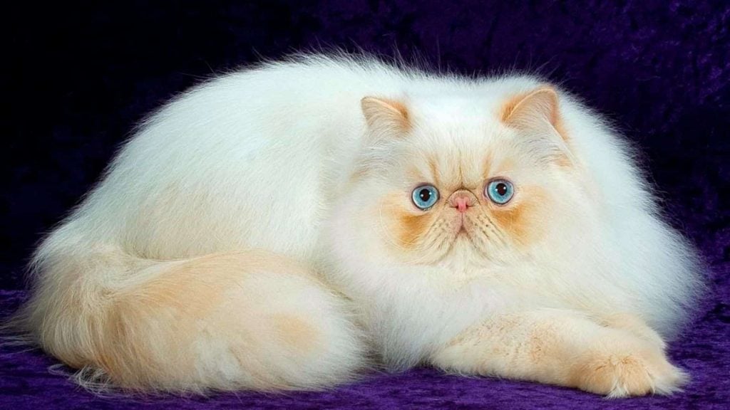 İran kedisi, uzun tüyler, sakin kişilik, kedi bakımı, tüy bakımı, kedi sağlığı, kedi beslenmesi, veteriner kontrolleri, evcil hayvan