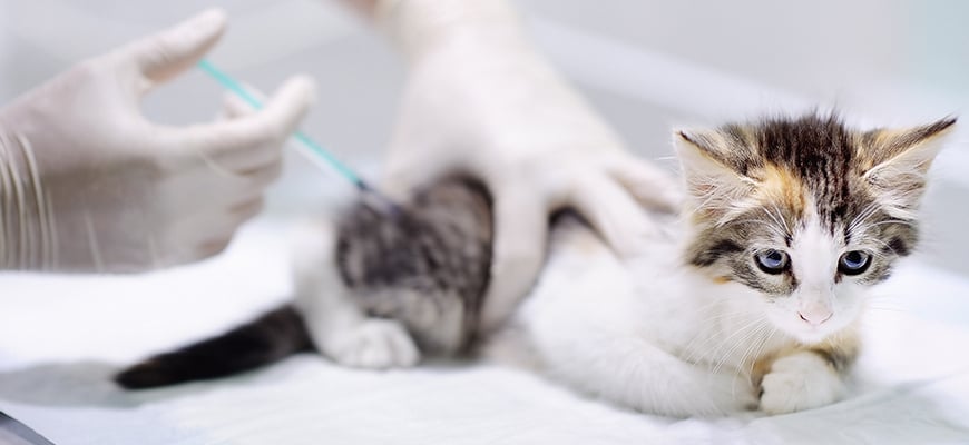 Kedi aşıları, kedi sağlığı, kedi aşısı çeşitleri, kedi hastalıkları, kedilerde aşılama, kedi sağlık koruma, kedi aşısı gerekliliği