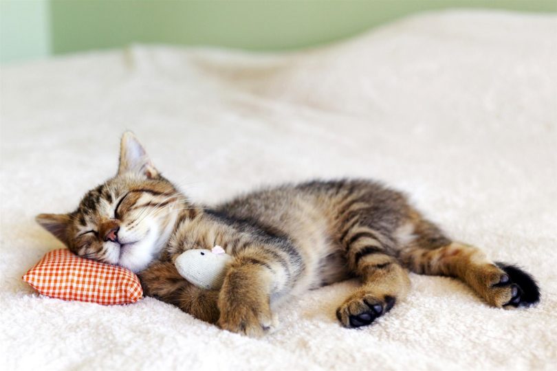 Kedi uyku alışkanlıkları, kedilerin uyku süresi, kedi uyku döngüleri, kedi rüya görme, kedilerin dinlenme ihtiyacı, kedi sağlığı
