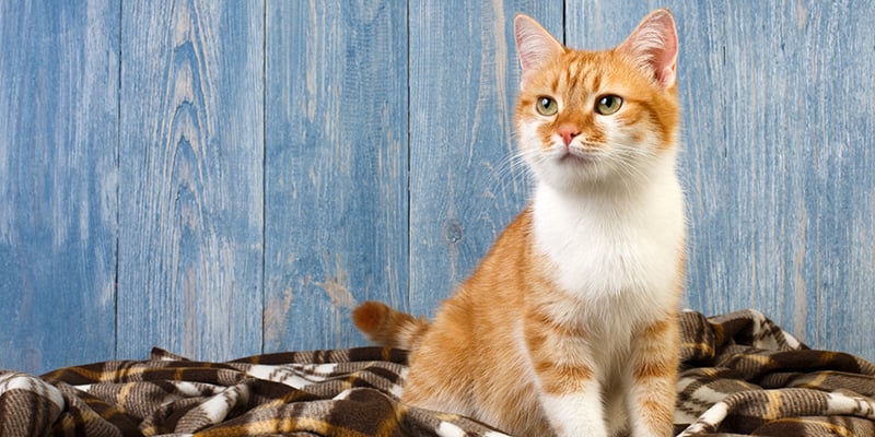 Kedi kusma, kusma nedenleri, kedi kusma tedavisi, kusma türleri, kusma belirtileri, veteriner kusma değerlendirmesi, kedim kusuyor