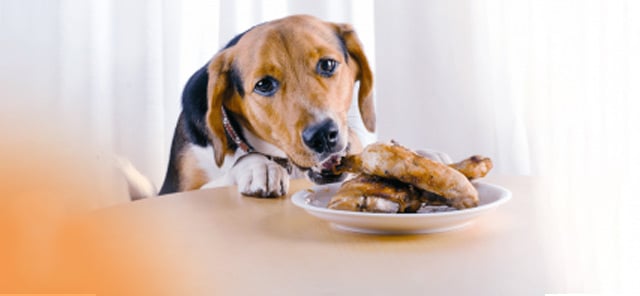 Köpek balık tüketimi, köpek beslenmesi, köpeklerin balık yemesi, köpekler ve omega-3, sağlıklı köpek diyeti, köpekler balık yer mi?