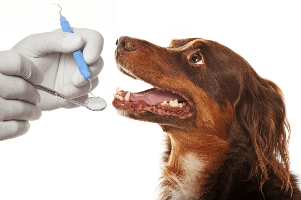 Köpek ağız sağlığı, diş fırçalama, diş oyuncakları, sağlıklı beslenme, veteriner kontrolü, diş temizleyici gıdalar, su tüketimi.