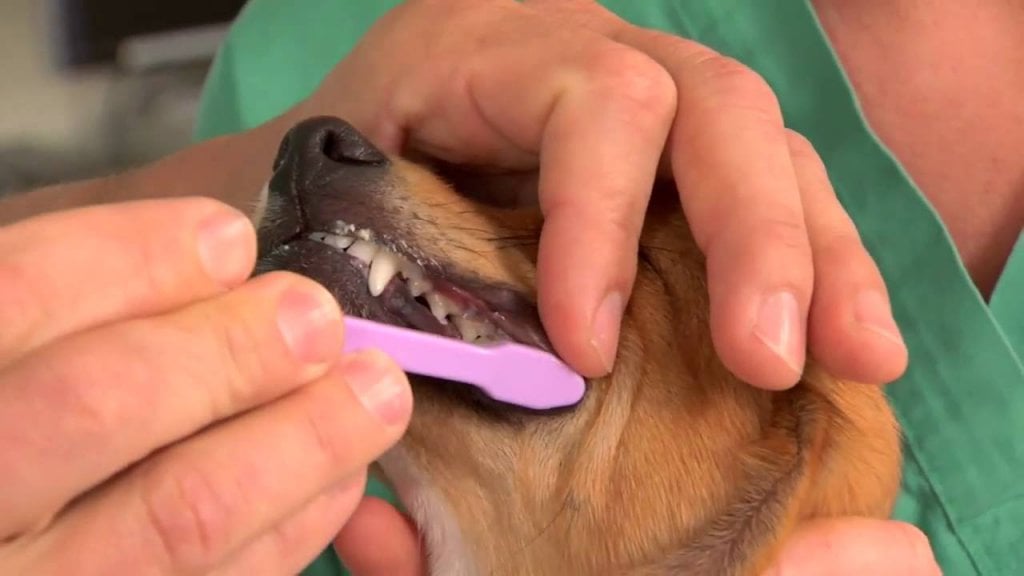 Köpek diş taşı, diş taşı önleme, köpek diş bakımı, veteriner diş kontrolü, diş taşı tedavisi