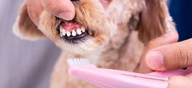 Köpek diş fırçalama, evcil hayvan sağlığı, diş bakımı, veteriner önerileri, köpek diş macunu, diş fırçası seçimi.