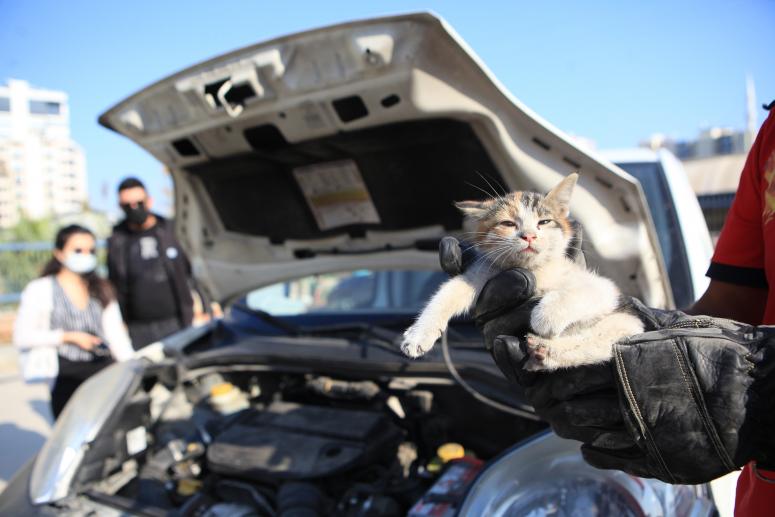 Soğuk Havalarda Teker Arasını ve Motor Arasını Kontrol Edelim Kedi Saklanmış Olabilir