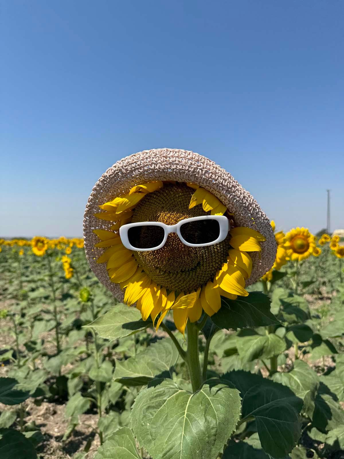Scarecrow Pudra Hasır Şapka