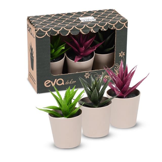 Eva 5685 Kutulu Skulent 3lü Set