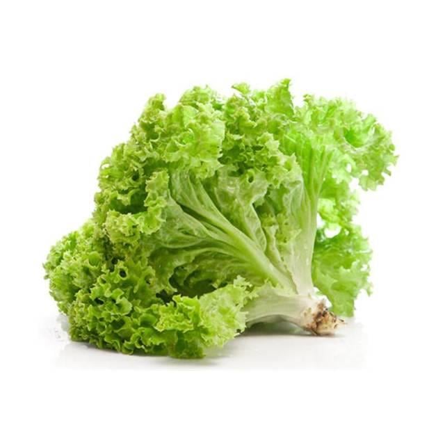 Kıvırcık Marul (Adet)