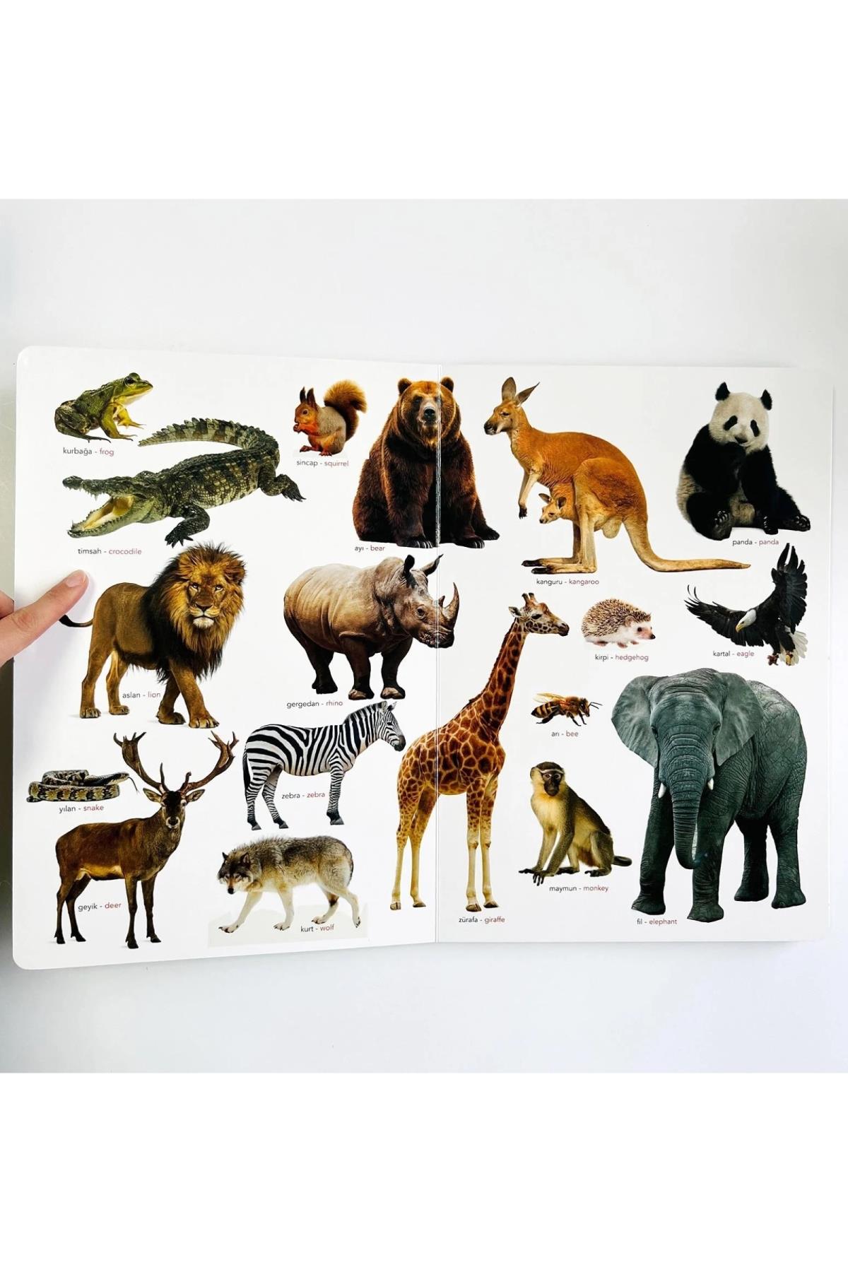 Sincap Kitap / Ne Sorsan Bilir Minik - İlk Büyük Hayvanlar Kitabım Çok Renkli