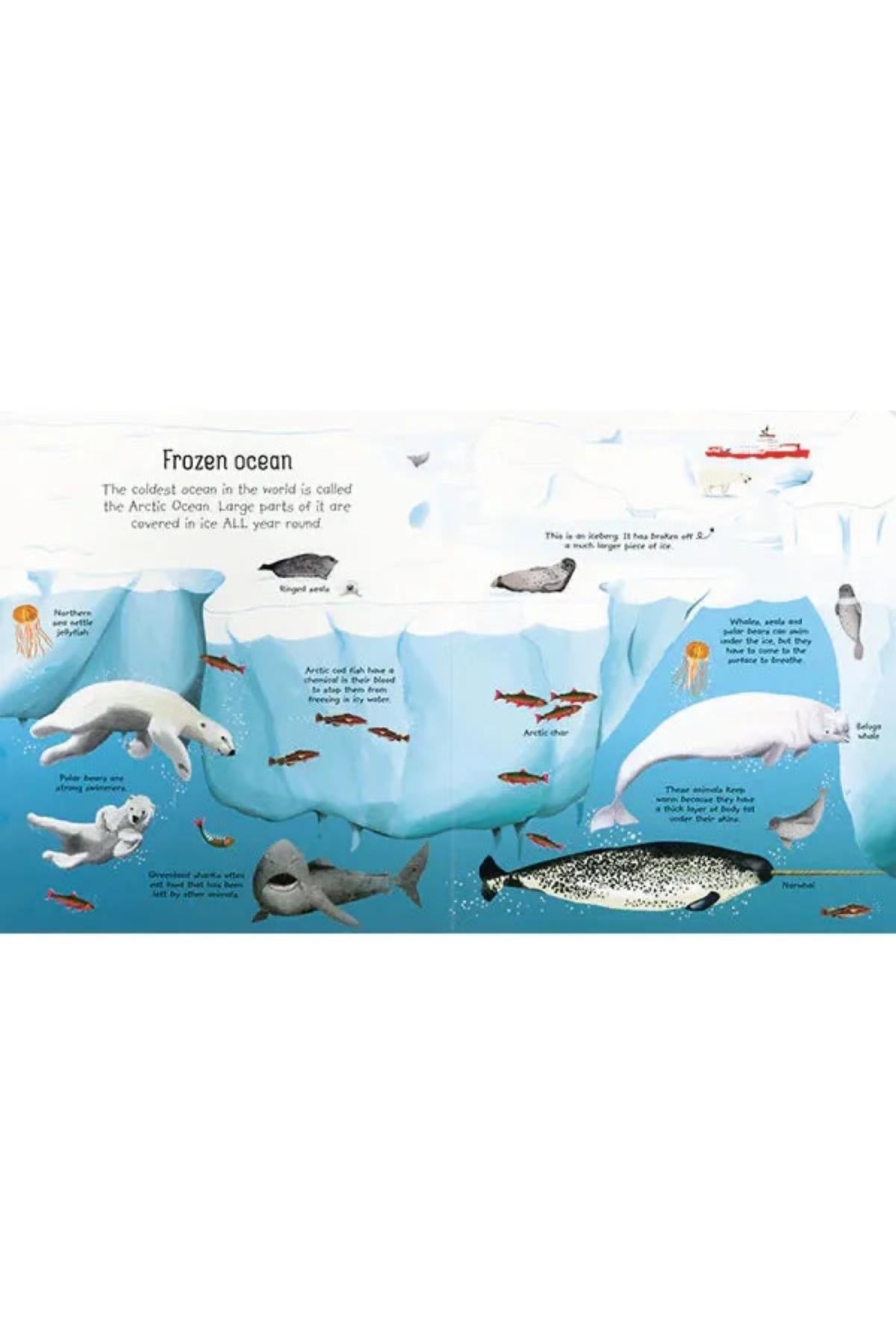 Usborne /MY FIRST SEAS AND OCEANS BOOK Çok Renkli