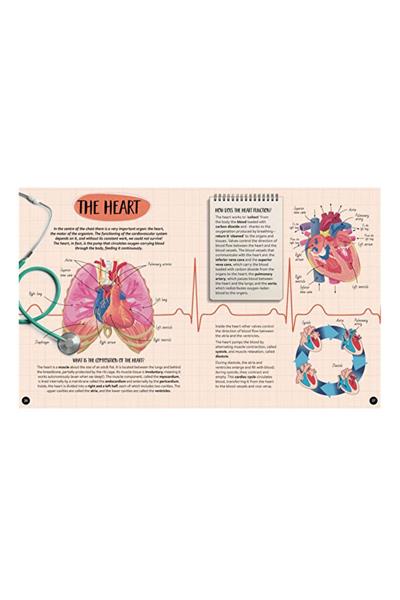 Sassi /WHAT, HOW, WHY - HUMAN BODY Çok Renkli