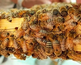 Üniversite OnaylıArıcılık Eğitimi Sertifikası