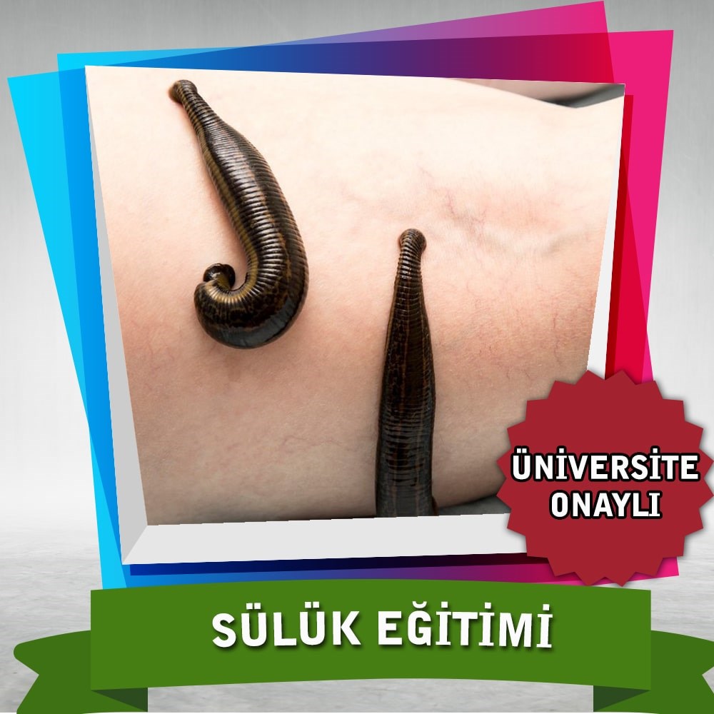 Üniversite Onaylı Sülük Eğitimi Sertifikası
