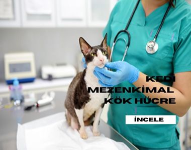 petstemlab-kedi-mezenkimal-kok-hucre