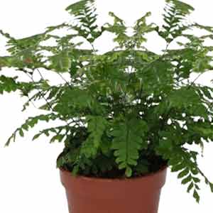 Adiantum Bitkisi, Venüs Saçı Bitkisi, Adiantum Bakımı, Adiantum Sulama, Adiantum Çoğaltma