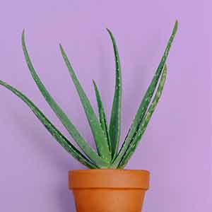 Hava Temizleyici Bitkiler - Aloe Vera