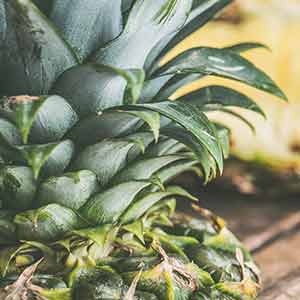 Ananas Bitkisi Bakımı Ve Yetiştirmeye Dair Önemli Bilgiler