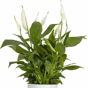 Barış Çiçeği (Spathiphyllum)