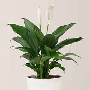 Ev Bitkileri - Barış Çiçeği Spathiphyllum