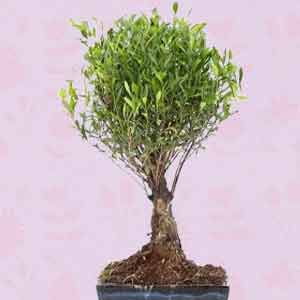 Bonsai - Sabır ve Sevginin Sembolü
