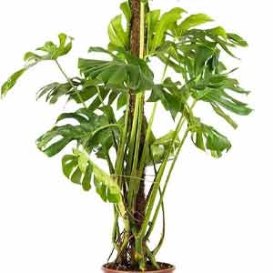 Deve Tabanı (Monstera Deliciosa)